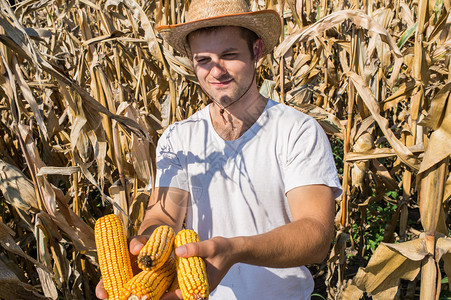 玉米地里的农学家图片