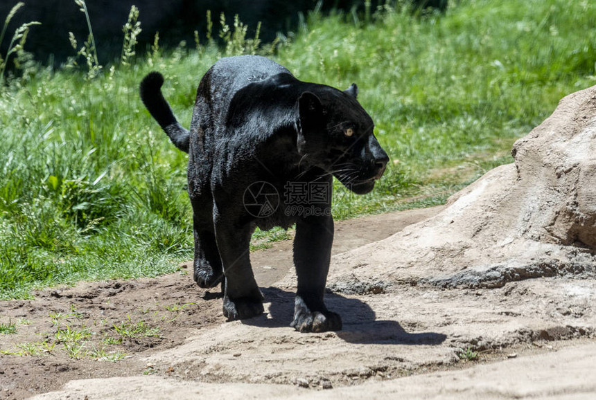 黑豹是任何大型猫科动物的黑色变体图片