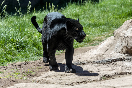 黑豹是任何大型猫科动物的黑色变体背景图片