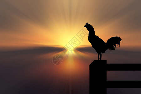 帕洛玛山鸡剪影日出背景设计图片