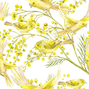 Mimosa和黄鸟的无缝泉水图片