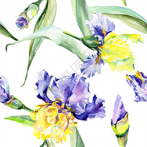 紫色黄虹膜背景手绘植物花水彩背景插图集水彩背景图片