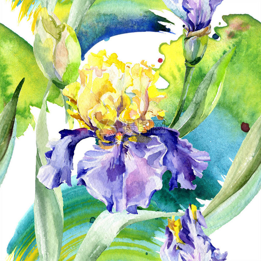 紫色黄虹膜背景手绘植物花水彩背景插图集水彩图片