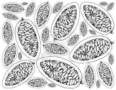 索通瓦拉拉姆香蕉味果实或白皮上孤立的博西福士拉莫利西马Pasiflora插画