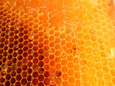 这张照片显示了蜂蜜和蜂窝图片