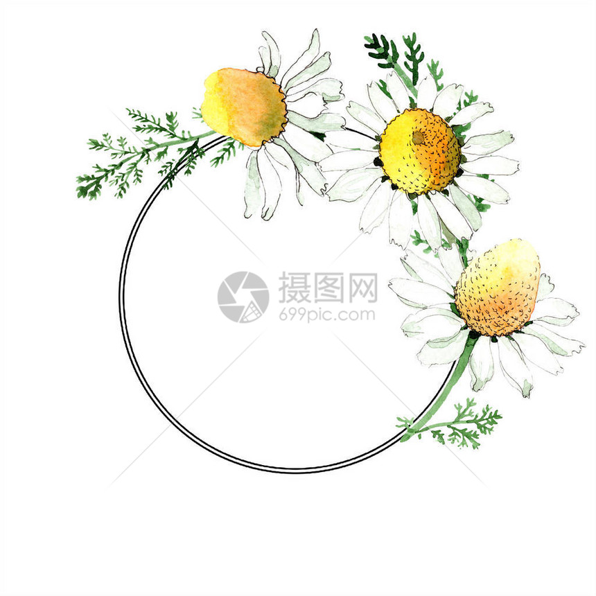 野生春季甘菊花图片