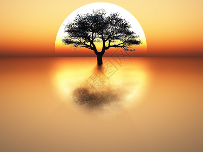 日落背景上的树图片