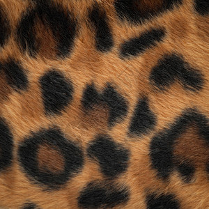 豹纹或捷豹皮纹背景背景图片