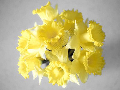 特写宏观照片直向下看往一束黄色水仙花的瓶中的花朵背景图片