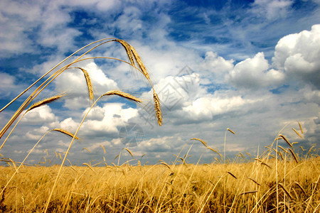 沉重的黑麦正午灰云图片