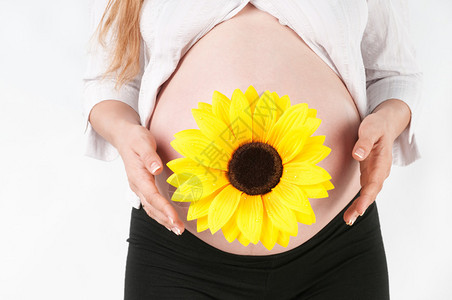 拿着她的腹部和花的孕妇背景图片