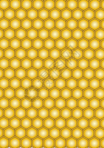 蜂巢中的蜂蜜背景图片