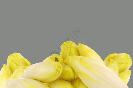 灰色背景中的新鲜菊苣图片