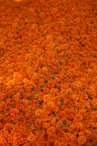 明亮的橙色万寿菊花的背景图片