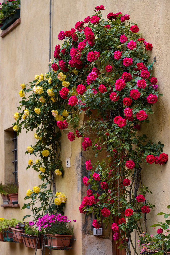 皮恩扎一处房产门口的玫瑰图片
