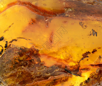 波罗的海琥珀树脂片段图片