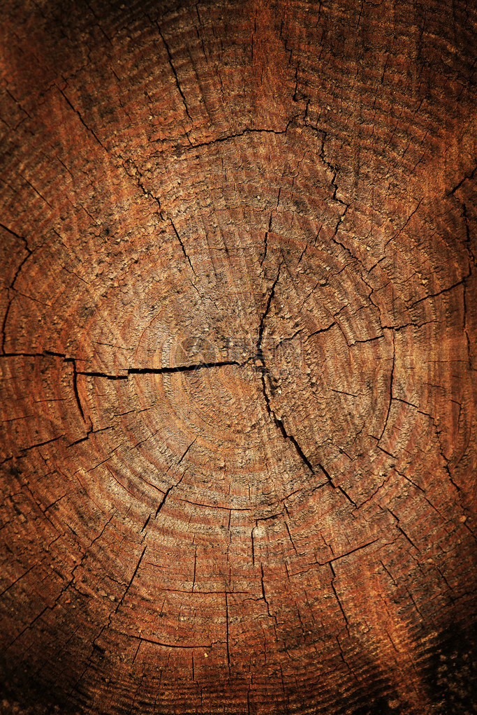 深棕色树干纹理或背景图片