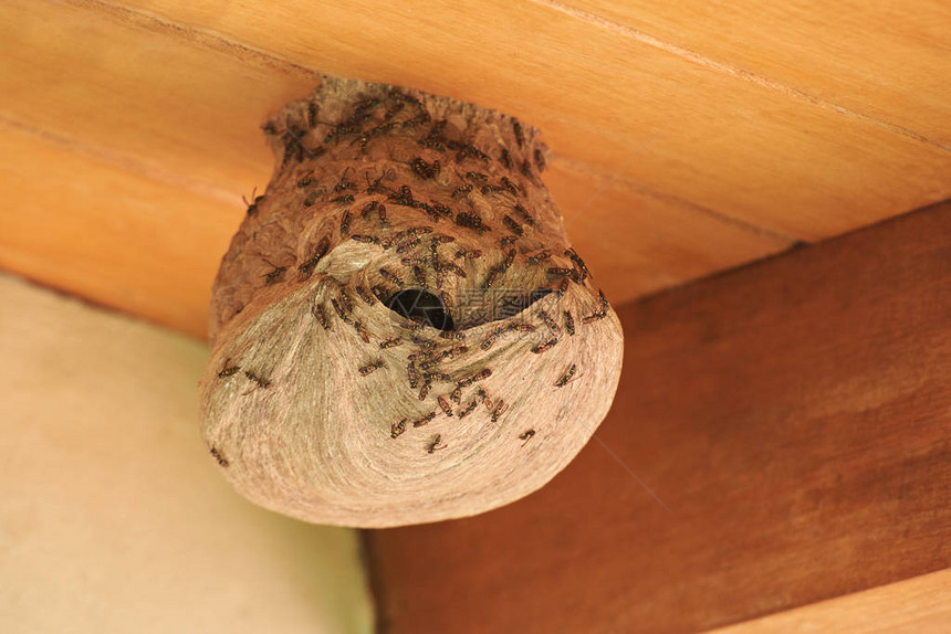 黄蜂在木屋顶房子背景的巢穴中进入图片