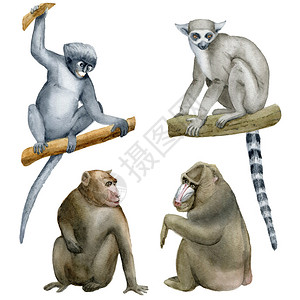 猴子的集合水彩插图图片