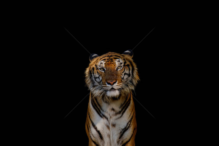 黑色背景上的老虎图片