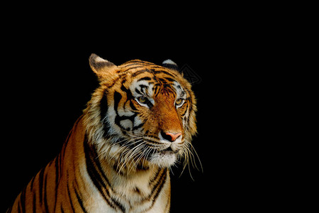 黑背景的老虎眼神紧盯着虎头虎眼尖图片