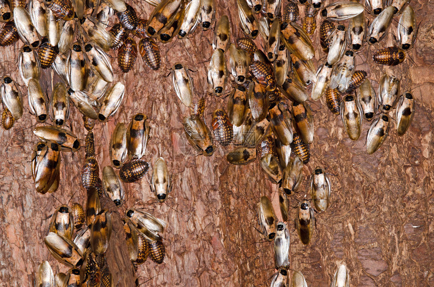树皮上的各种蟑螂图片