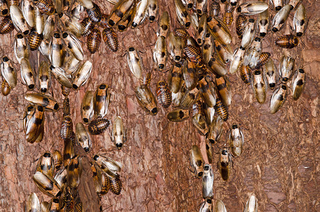 树皮上的各种蟑螂图片