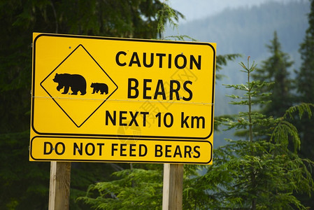 下一个10公里不喂熊在加拿大不列颠哥伦比亚省图片