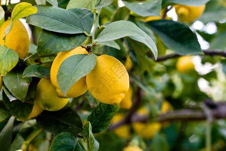 柠檬树黄色紫松酮高清图片