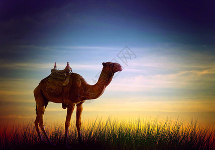 骆驼在沙漠中的非洲景观图片