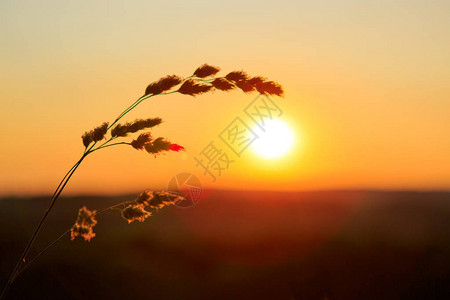 田野草与太阳光密闭模糊的夏季背景背景图片