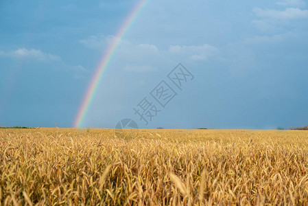 雨后彩虹的风景和金耳朵的麦田图片