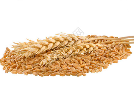 近距离拍摄小麦谷物和小麦茎将白色的图片