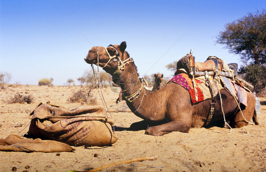 骆驼在沙漠中的骆驼狩猎在印度图片