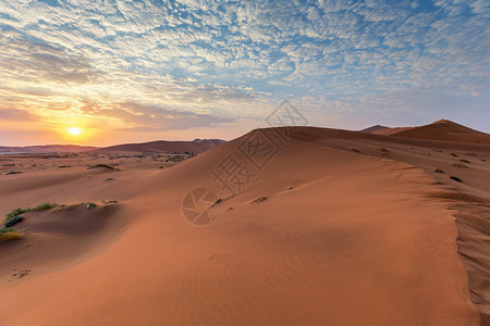 Namib沙漠索苏图片