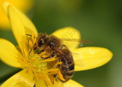 黄色花上的小蜜蜂图片