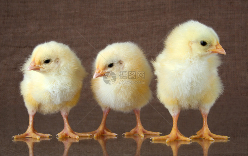 三只小鸡在搞私事图片