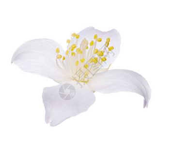 孤立在白色背景上的茉莉花单朵花图片