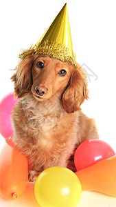 戴着派对帽的生日腊肠狗图片