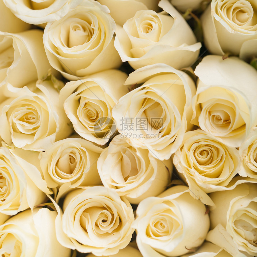 美丽的白玫瑰背景爱图片