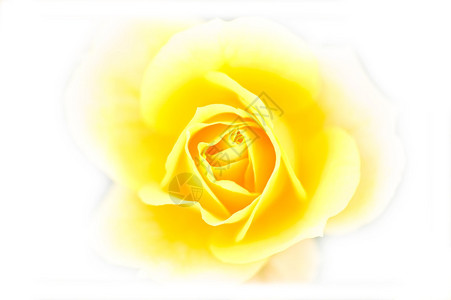 黄玫瑰特写镜头柔焦图片