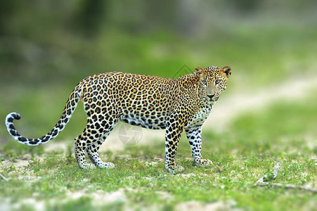 斯里兰卡亚拉公园来自大然的野生动物场景绿色图片