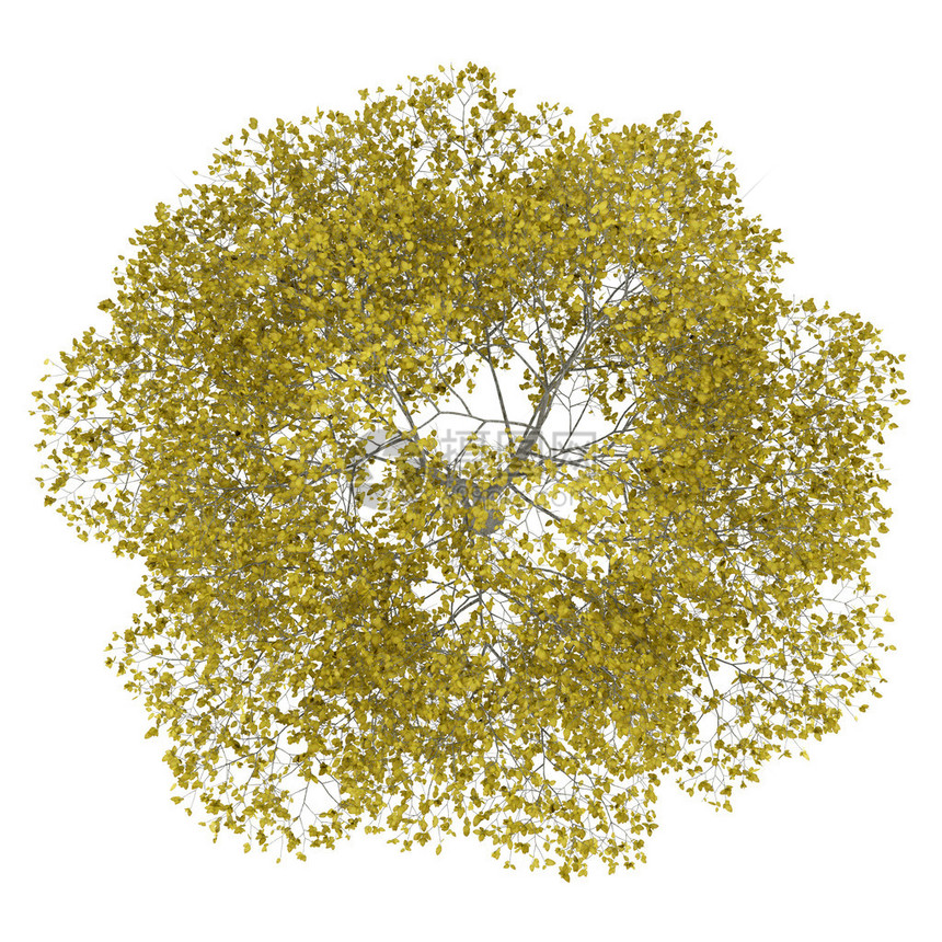 白底隔离的美洲蜂蜜树其顶部图片