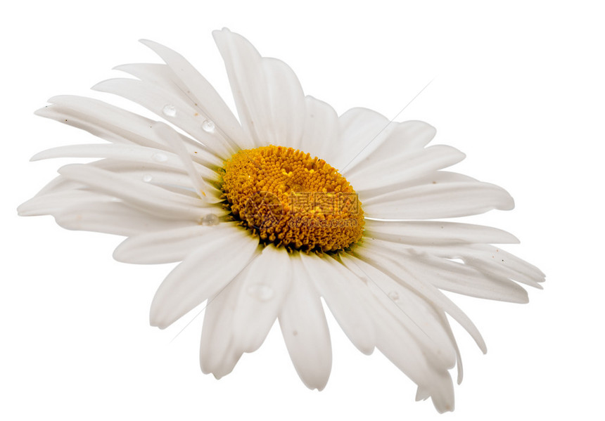 白色背景上的雏菊图片