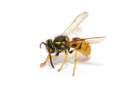 一只被白色隔离的黄蜂的特写镜头背景图片