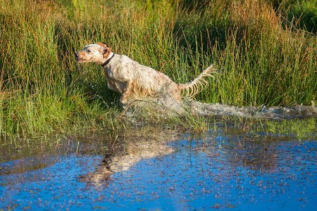 在水面上行走的点形固定犬Purpreebred图片