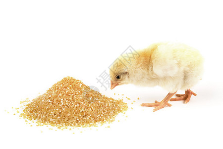 一只可爱的小鸡在食物旁边的白色背图片