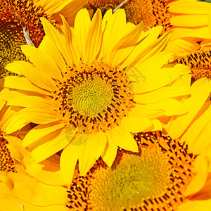 美丽的黄色向日葵背景图片