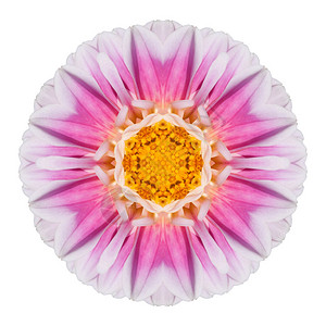 粉红Dahlia花朵图片