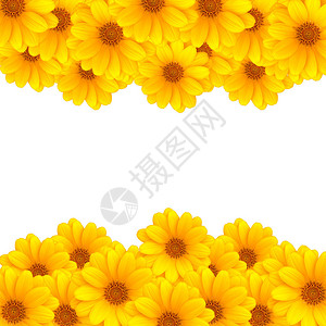 白色背景上的美丽黄色花朵条纹图片